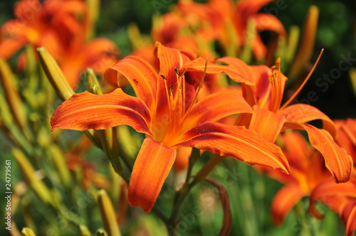 Taglilien - Hemerocallis photo