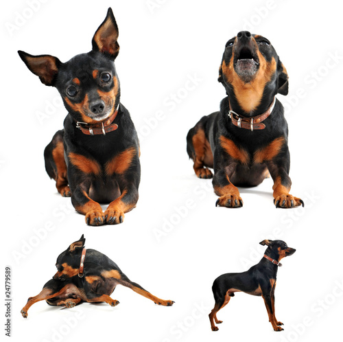 pinscher nain