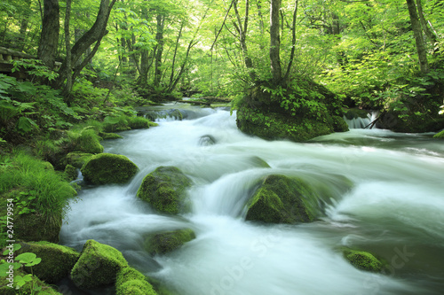 water spring in forest