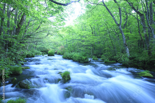 water spring in forest
