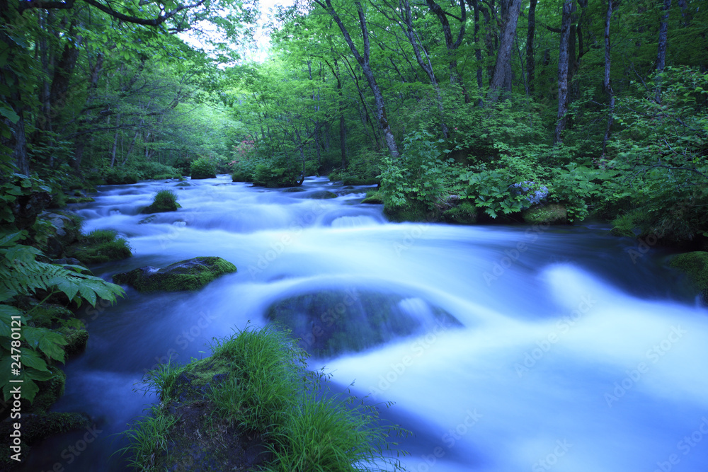 Obraz premium water spring in forest