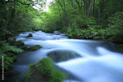 water spring in forest