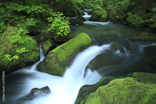 water spring in forest