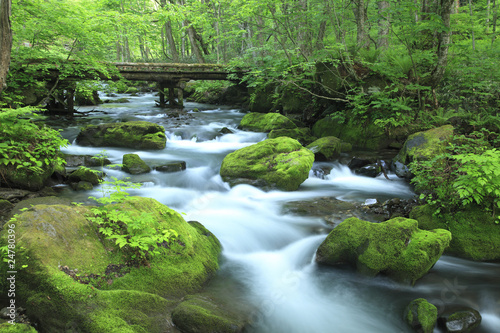 water spring in forest