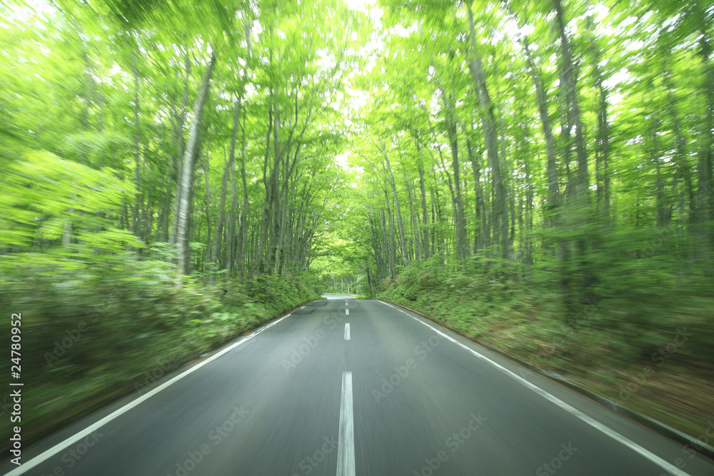 Obraz premium forest drive