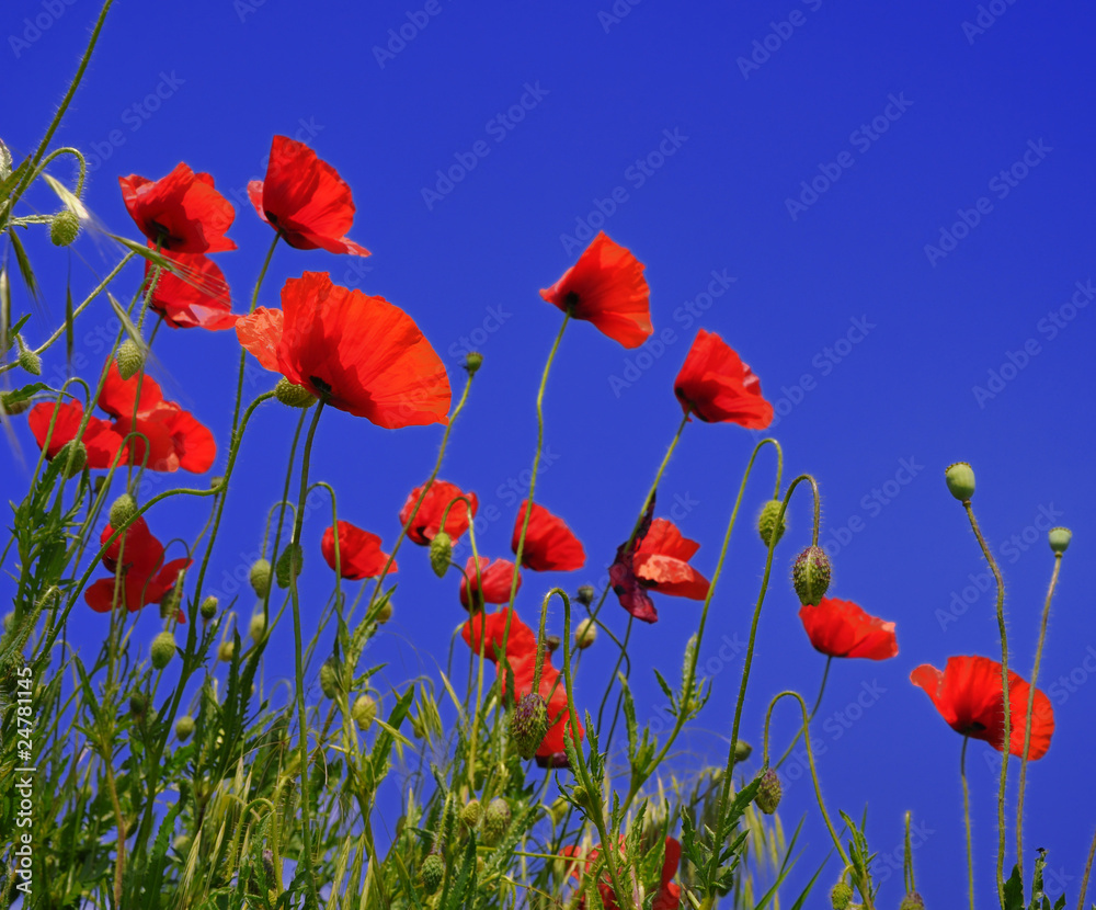 Obraz premium Poppies