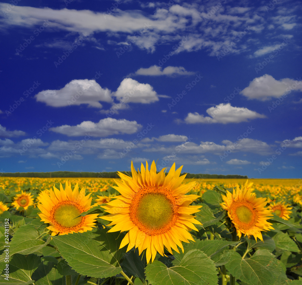 Fototapeta premium Golden sunflowers