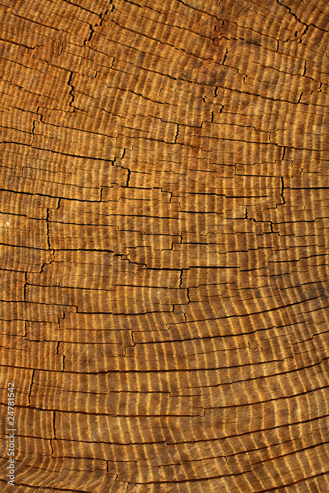 Fototapeta premium Textures tree oak