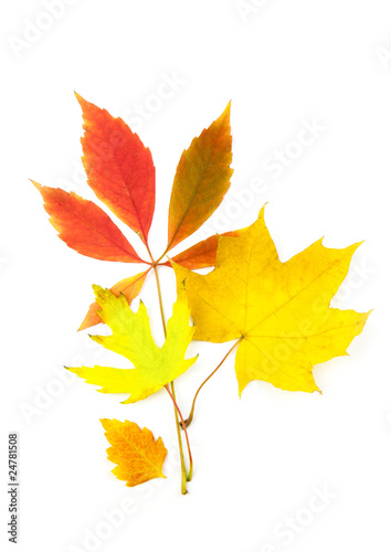 Beautiful Autumn Leaves / isolated on white