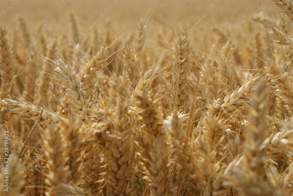 wheat