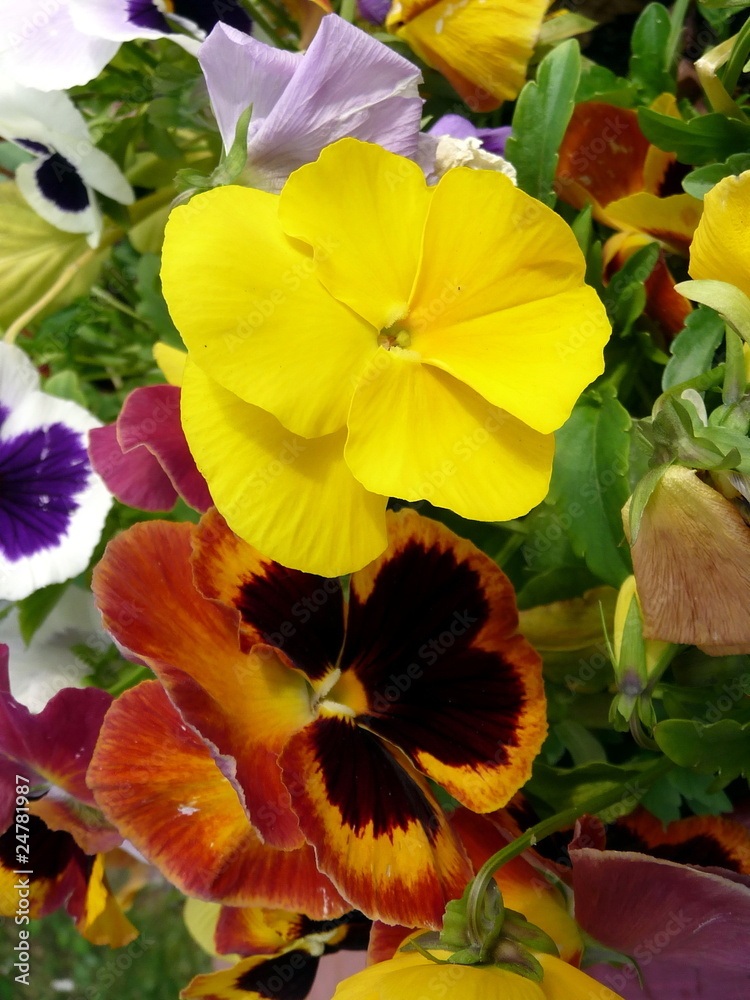 Yellow pansies Yellow pansies