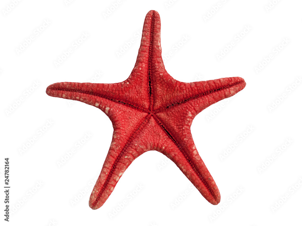 red seastar red seastar