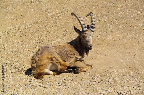 siberian ibex