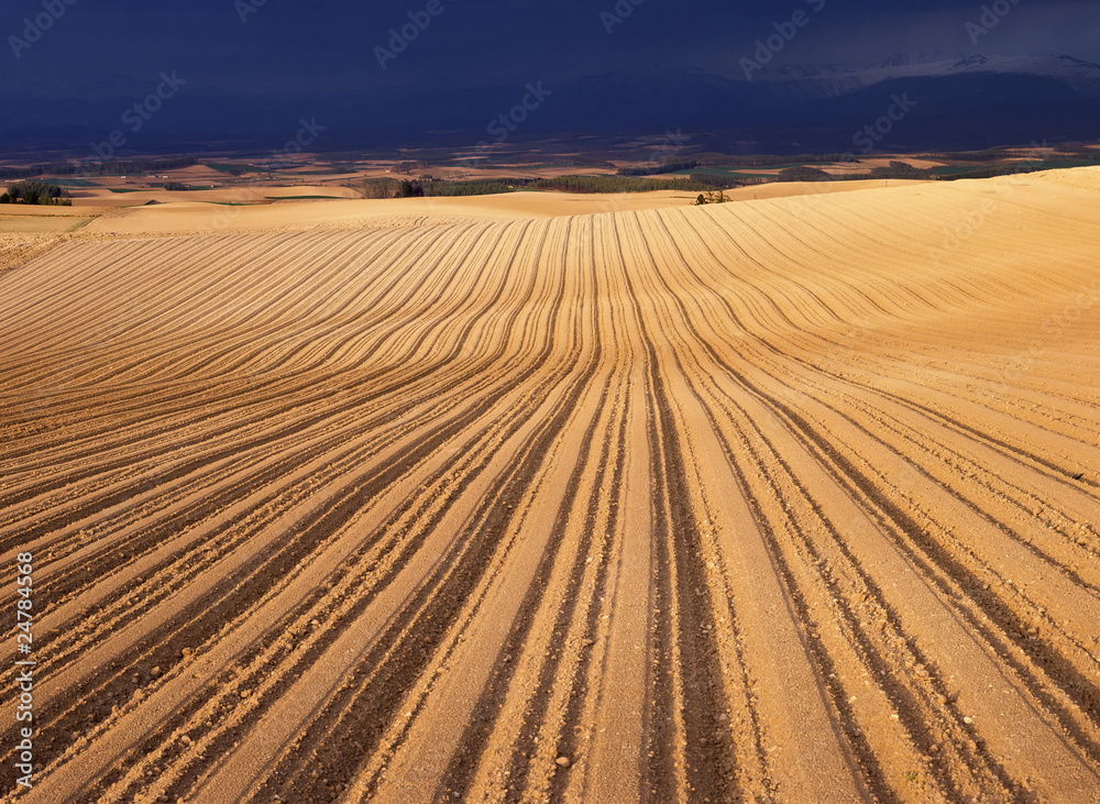 Naklejka premium 鮮烈なる残照