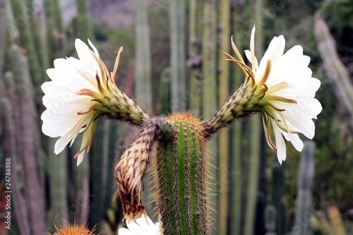 Kaktus echinopsis spachiana photo