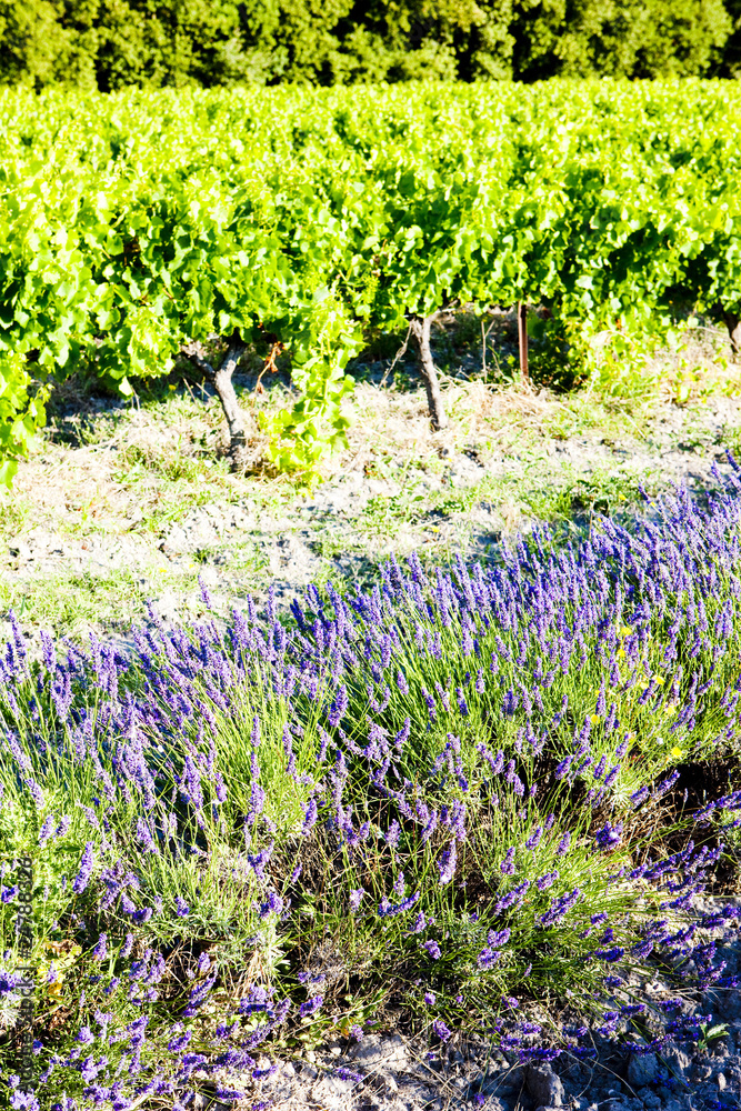 lavender field with vineyard, Drome Department, Rhone-Alpes, Fra - obrazy, fototapety, plakaty 