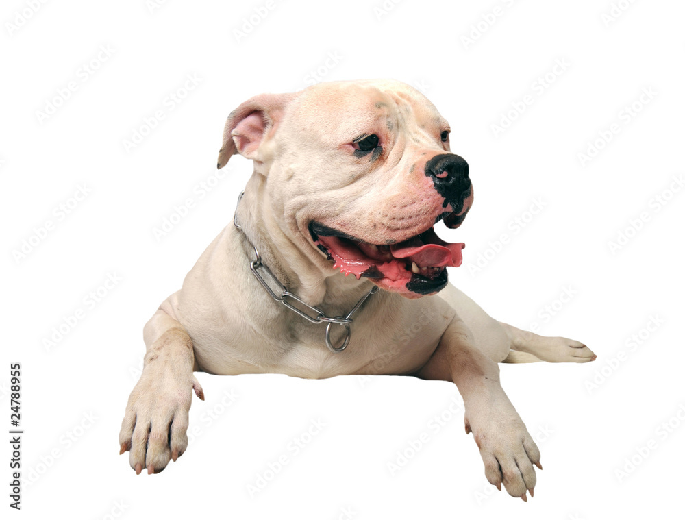 Obraz premium american bulldog