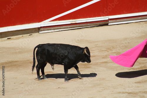 Citando al toro, plaza de ventas de Pamplona, San Fermín.