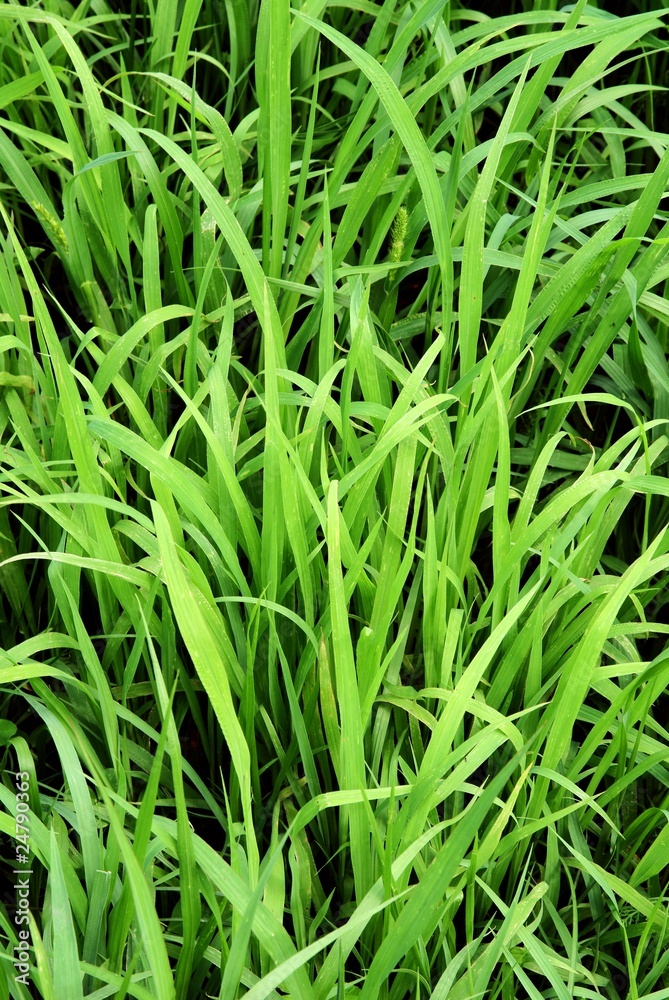 green grass on a meadow green grass on a meadow