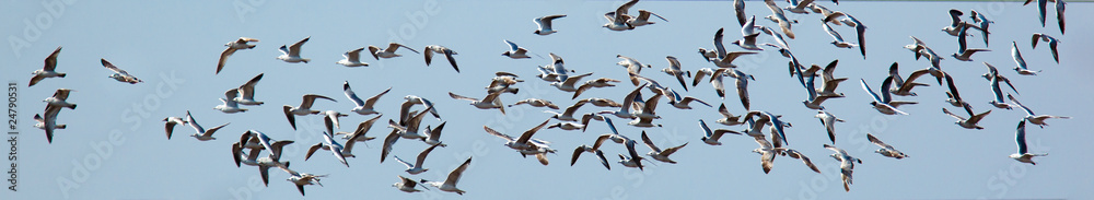 Obraz premium Black-headed, Larus ridibundus