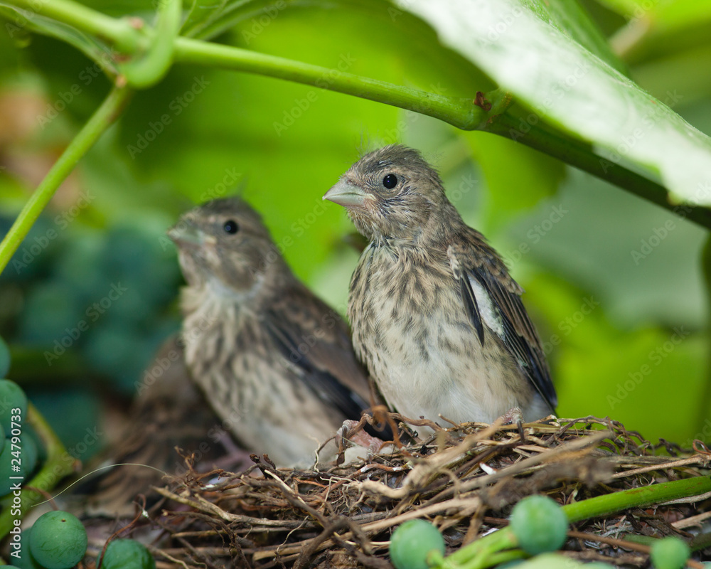 Fototapeta premium Linnet, Acanthis cannabina, Carduelis