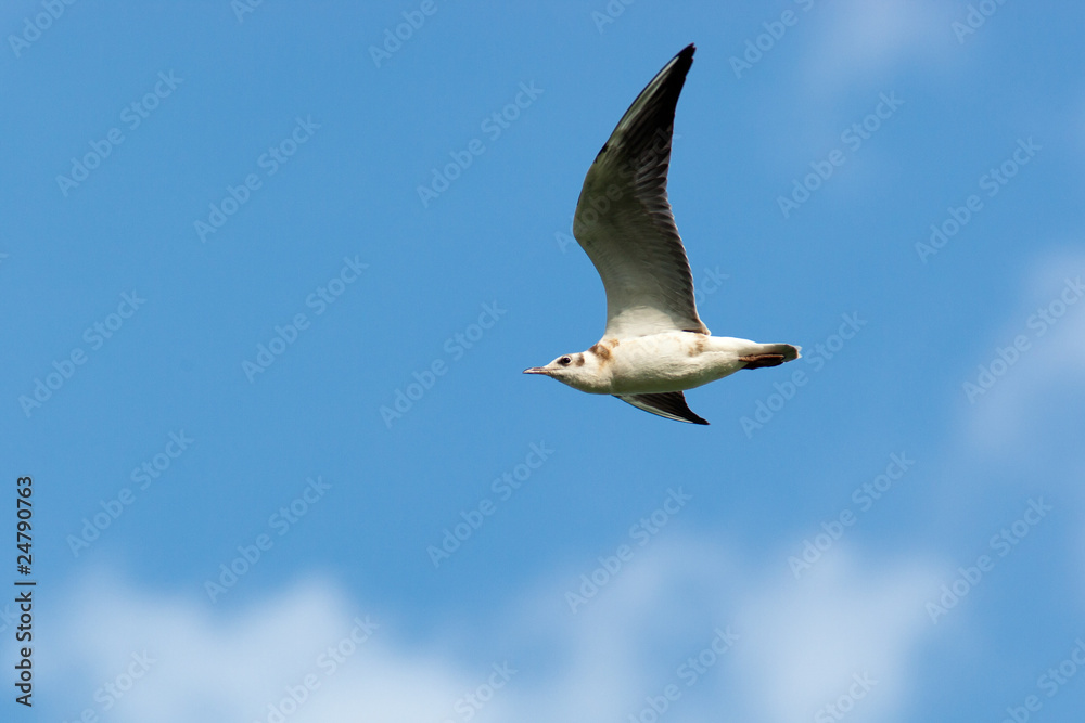 Obraz premium Black-headed, Larus ridibundus