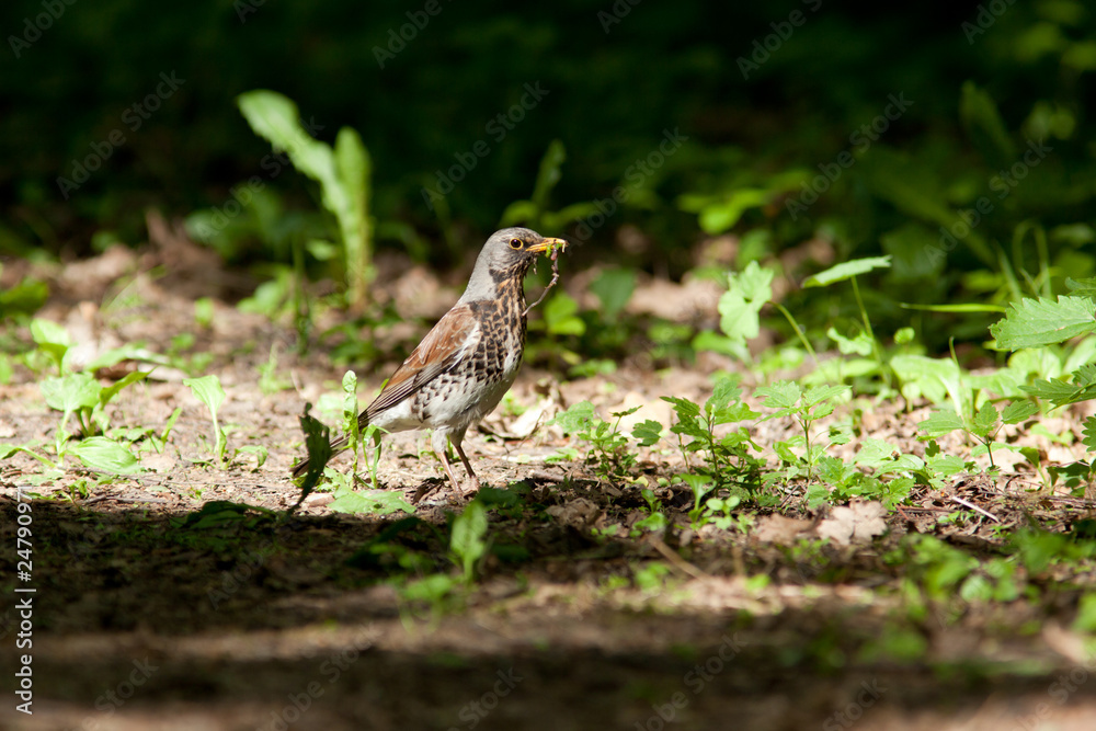 Fototapeta premium Fieldfare, Turdus pilaris
