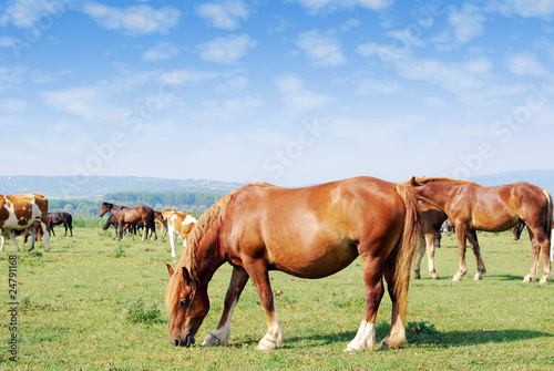 horse on pasture © goce risteski