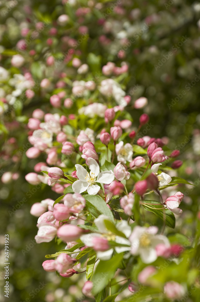 Apfelblüte Apfelblüte