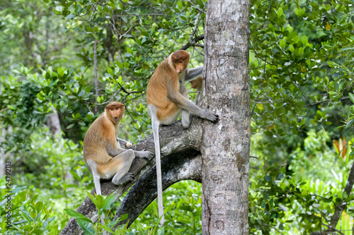 Photography Proboscis monkey