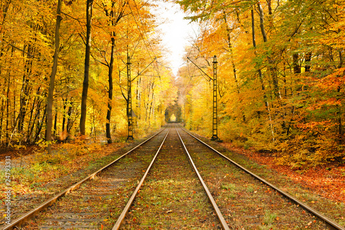 Railway in autumn forest