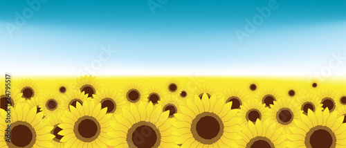 Summer meadow, sunflowers field