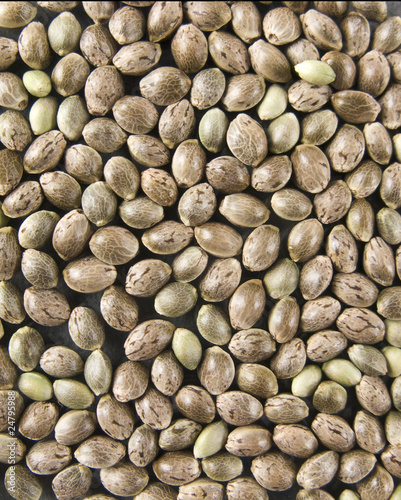Hemp seed