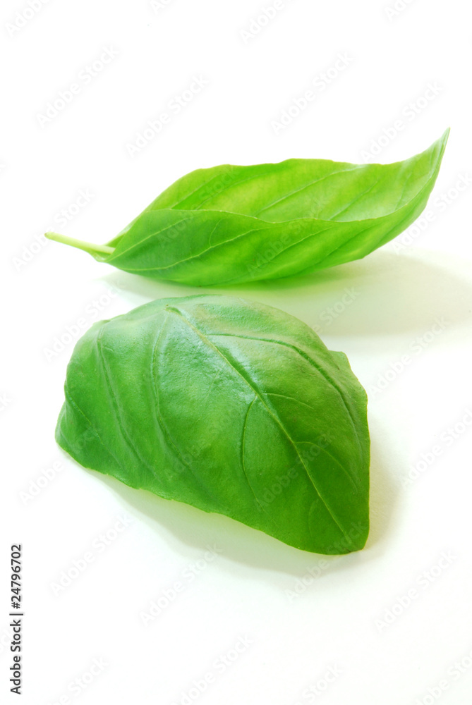 Basil Basil