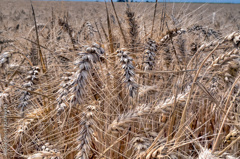 Fototapeta premium Blés