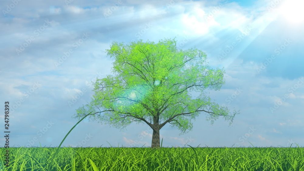 Tree growing on green field under the sun timelapse animation