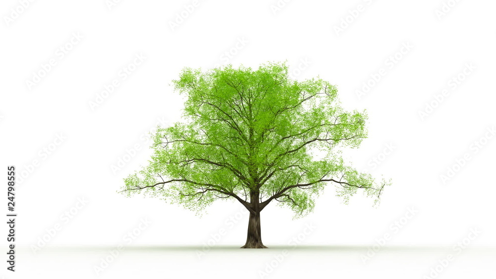 Tree grow activity