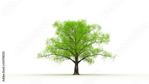 Tree grow activity