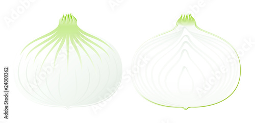An isolated vector full onion and half onion