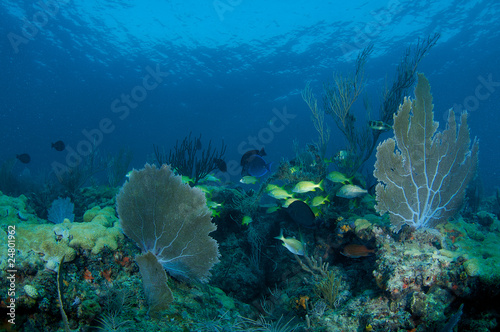 Coral Ledge Compostion photo