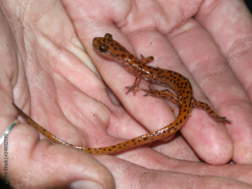 Cave Salamander (Eurycea lucifuga) - Illinois photo