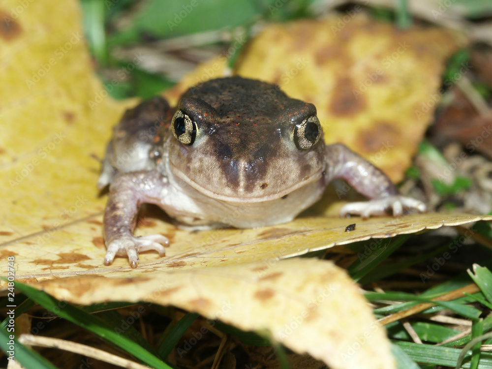Fototapeta premium Spadefoot Toad (Scaphiopus holbrookii) - Illinois