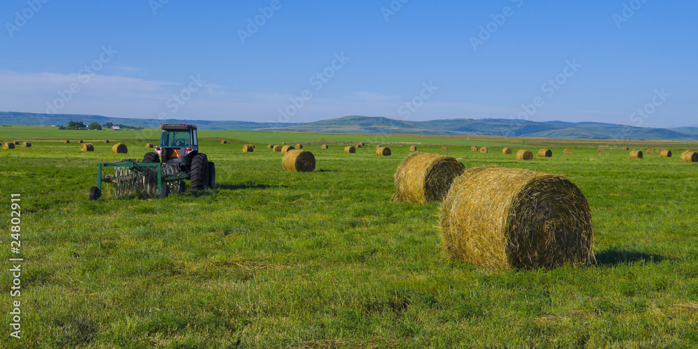 Obraz premium Alfalfa hay bales