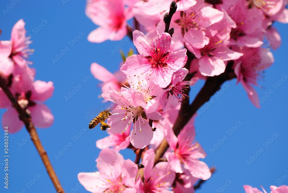 Obraz premium The bee pollinates an oriental cherry
