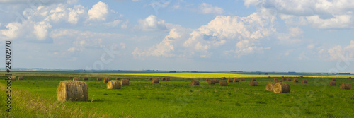 Hay Field