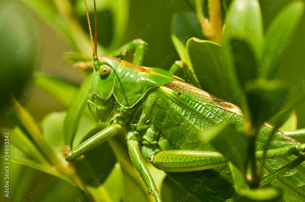 Grünes Heupferd, Tettigonia viridissima Grünes Heupferd, Tettigonia viridissima