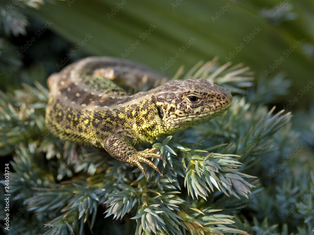 Fototapeta premium Zauneidechse - Lacerta agilis