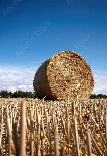 Stroballen - Ernte
