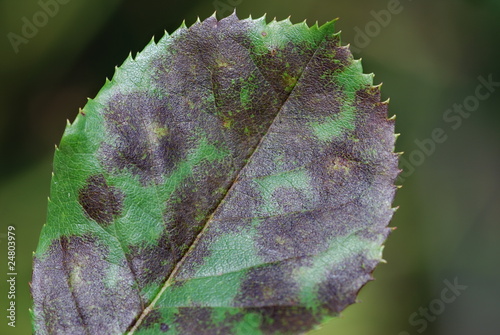 Sternrußtau (Diplocarpon rosae) photo