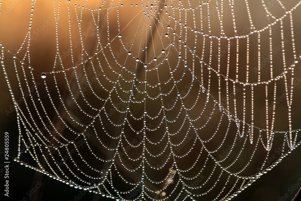 Naklejka premium паутина в росе